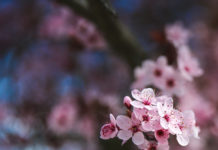 Ikigai: el sentido de cuidar sonrisas