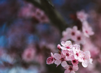 Ikigai: el sentido de cuidar sonrisas